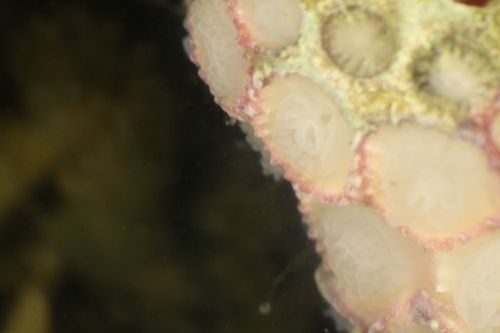 More Polyps, Dissection Microscope