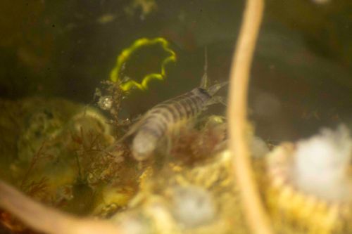 Tunicate and Friend