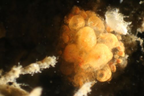 Unknown Fouling Sample, Dissection Microscope