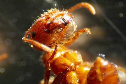 Harvester Ant, Dissection Microscope